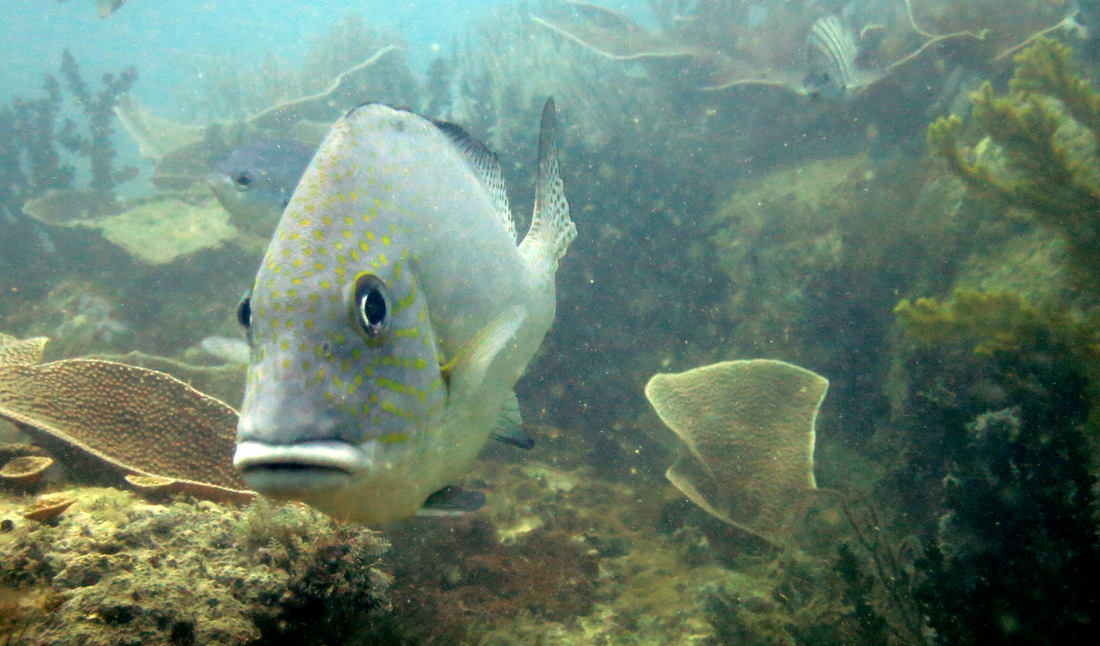 Underwater Times 66
