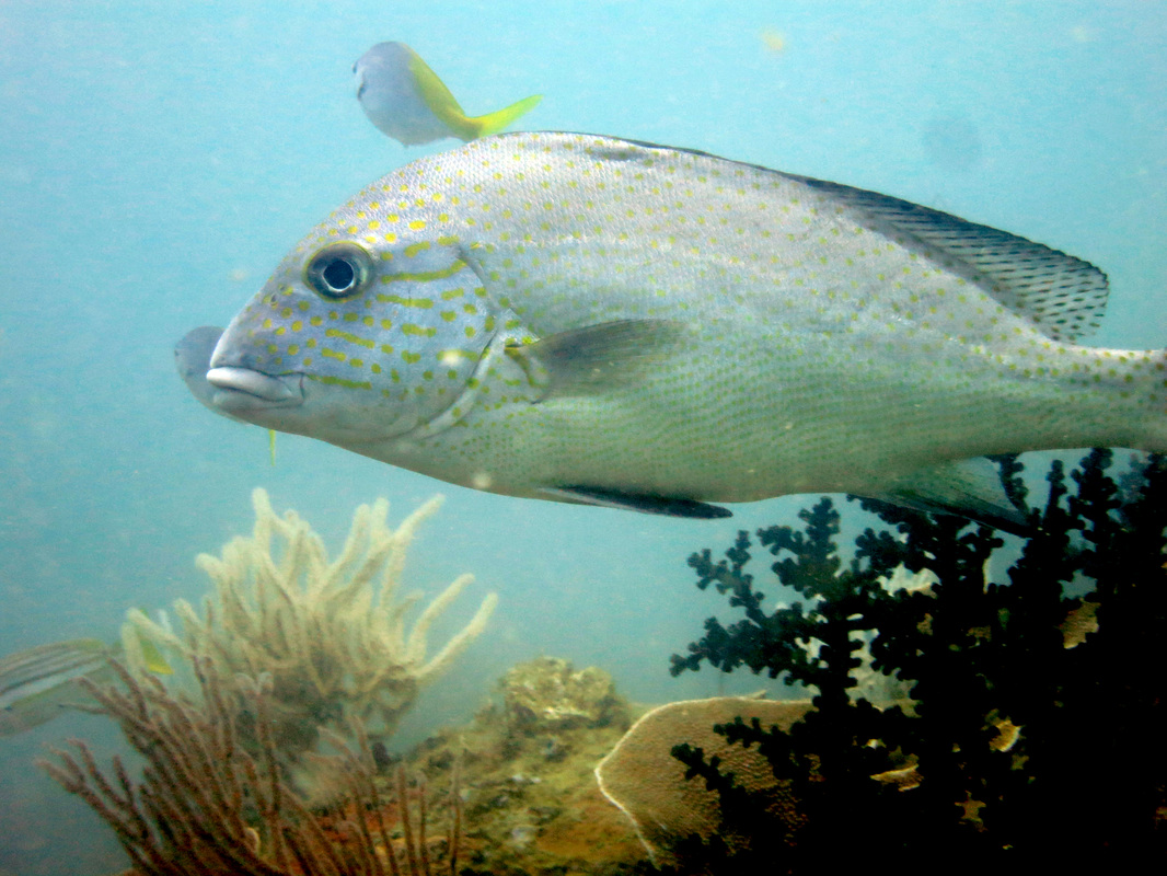 Underwater Times 67