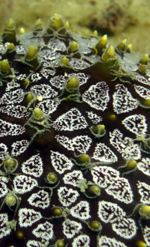 Underwater Times 68