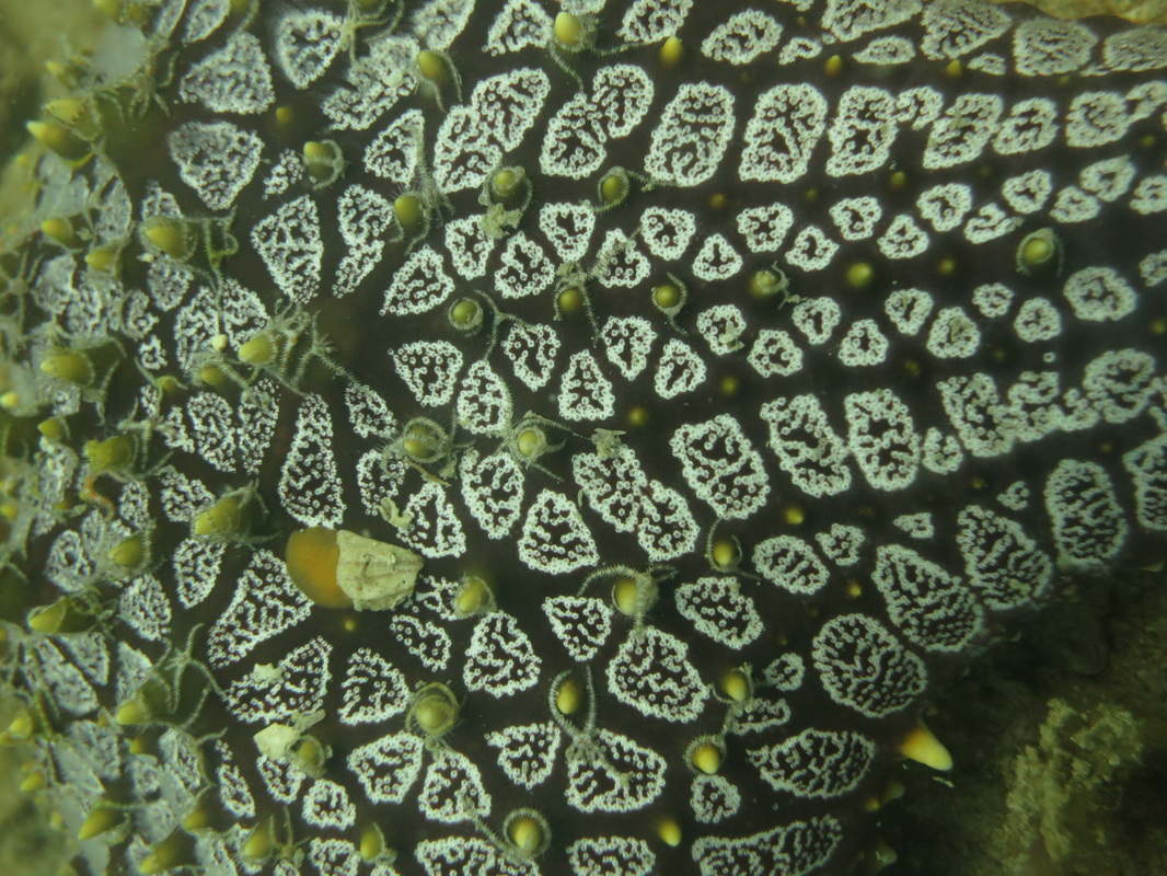 Underwater Times 69