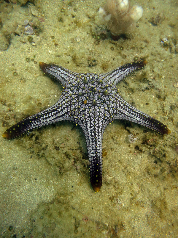Underwater Times 71