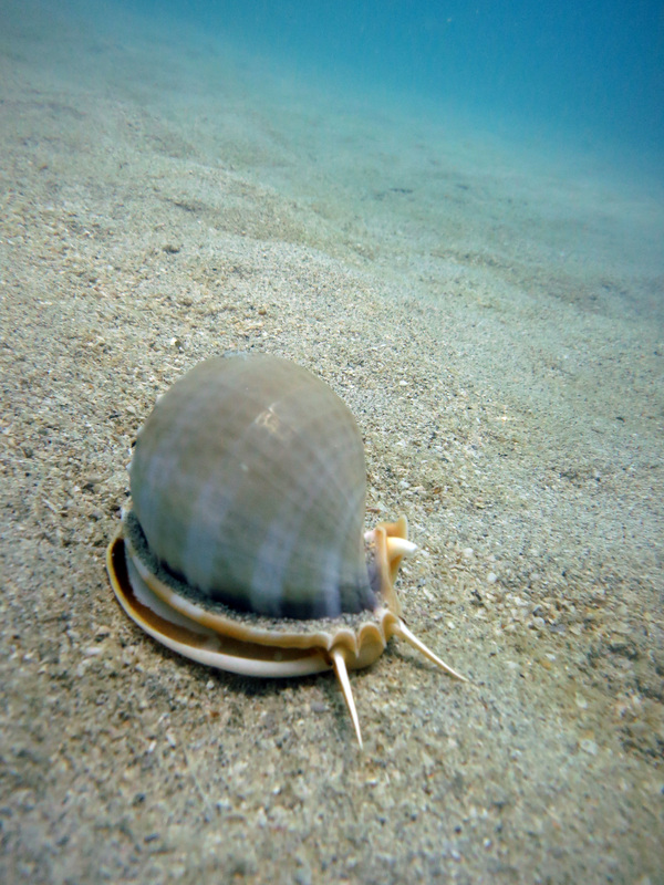 Underwater Times 73