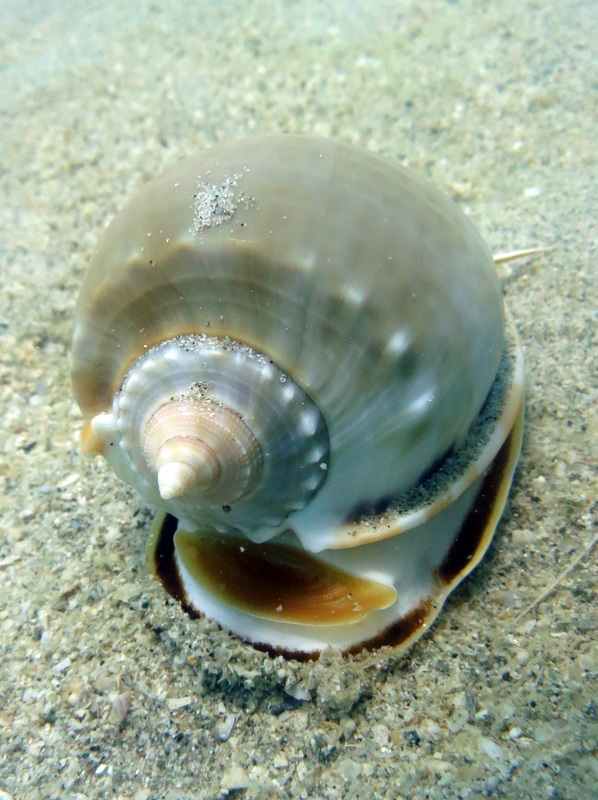Underwater Times 74