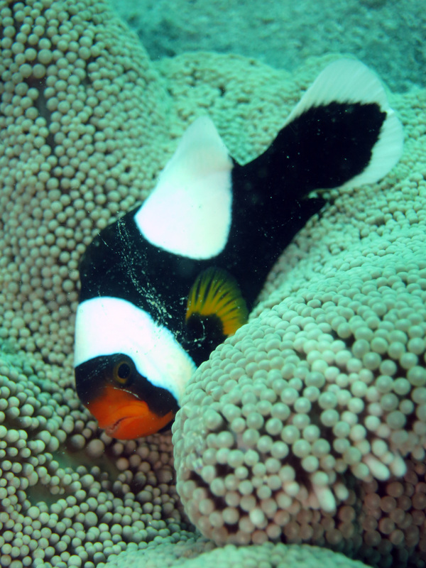 Underwater Times 75