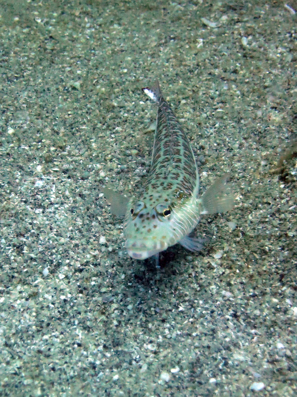 Underwater Times 78