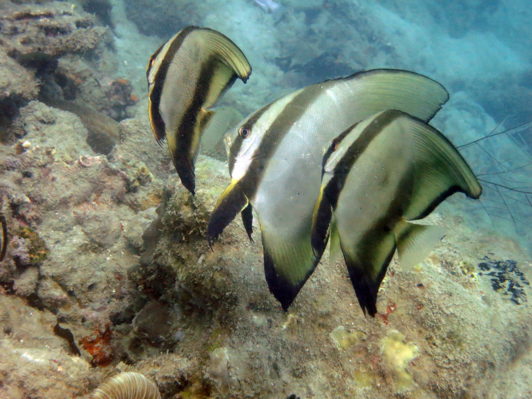 Underwater Times 79