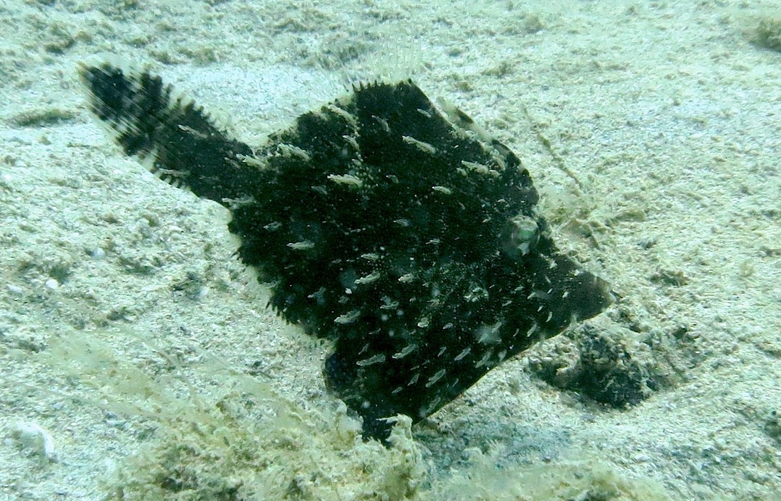 Underwater Times 80