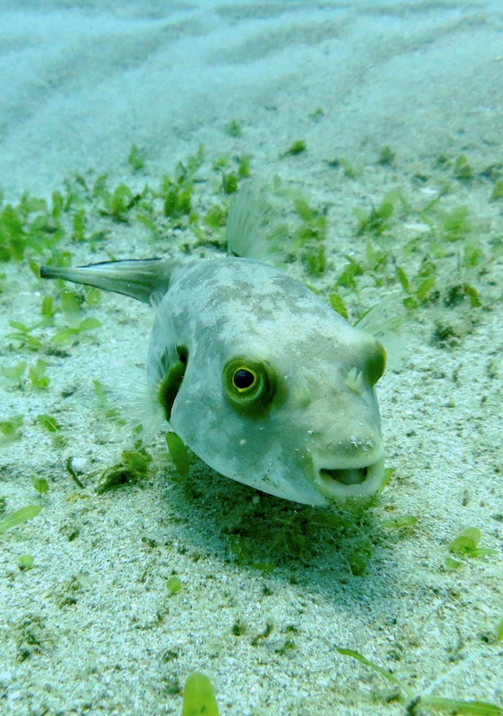 Underwater Times 81
