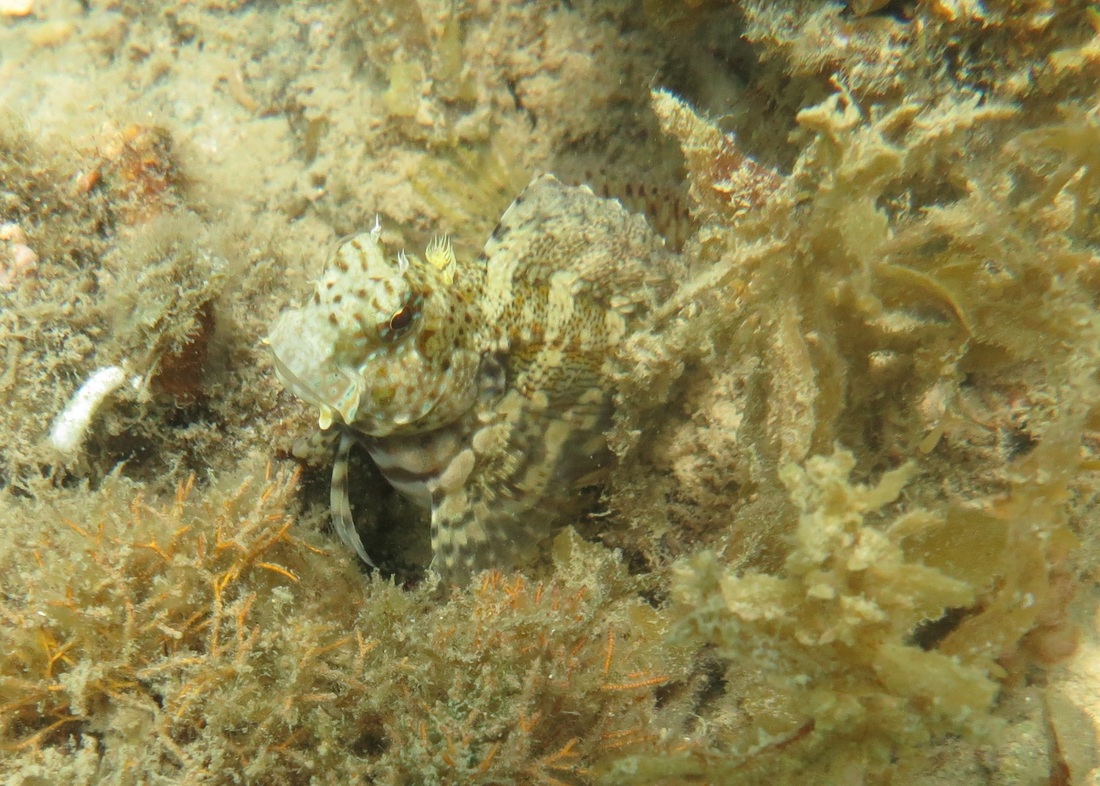 Underwater Times 82
