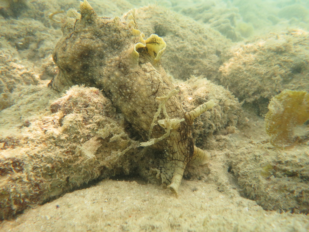 Underwater Times 83