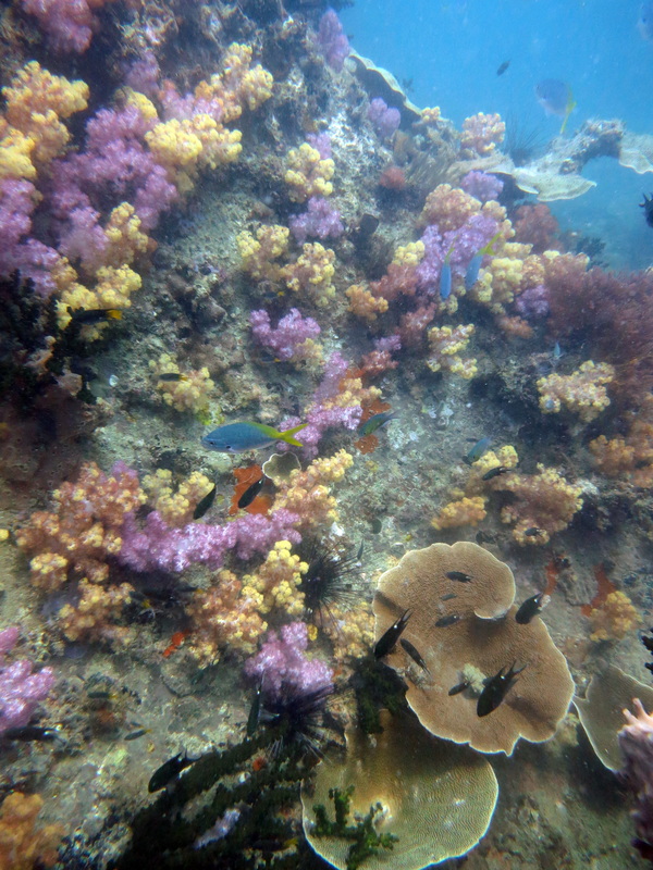 Underwater Times 87