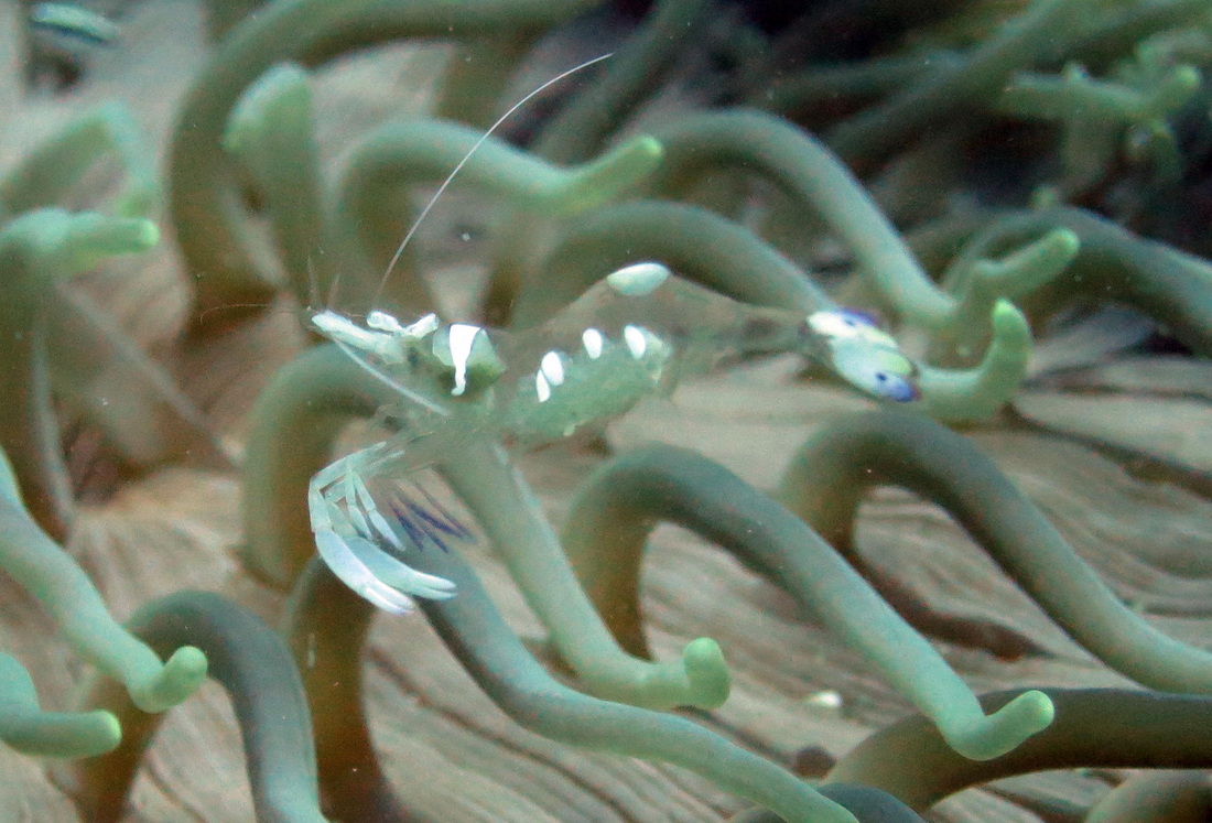 Underwater Times 90