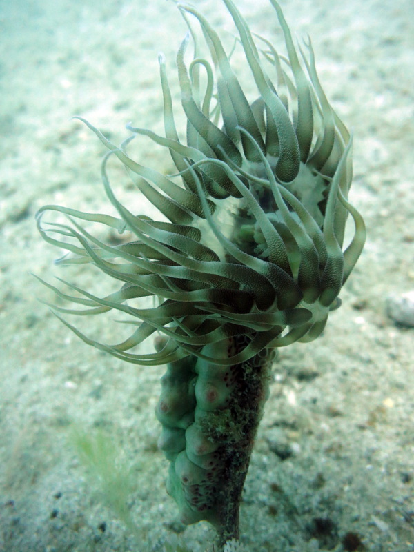 Underwater Times 91