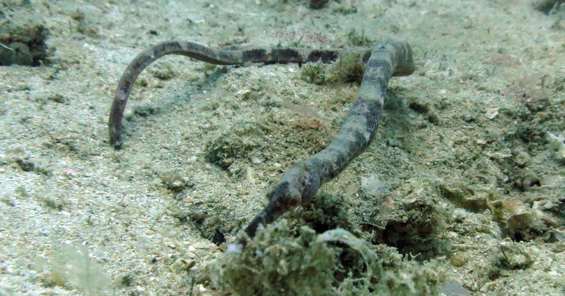 Underwater Times 92