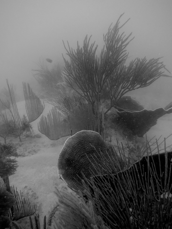Underwater Times 97