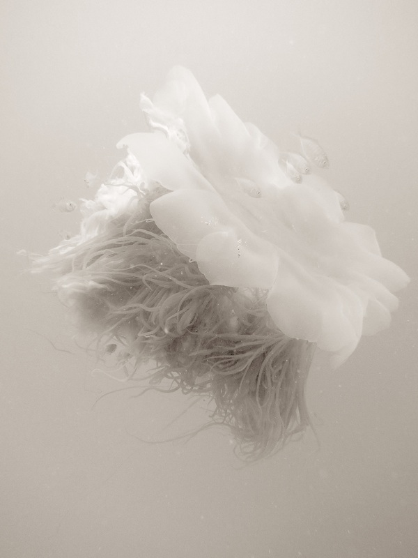 Underwater Times 99
