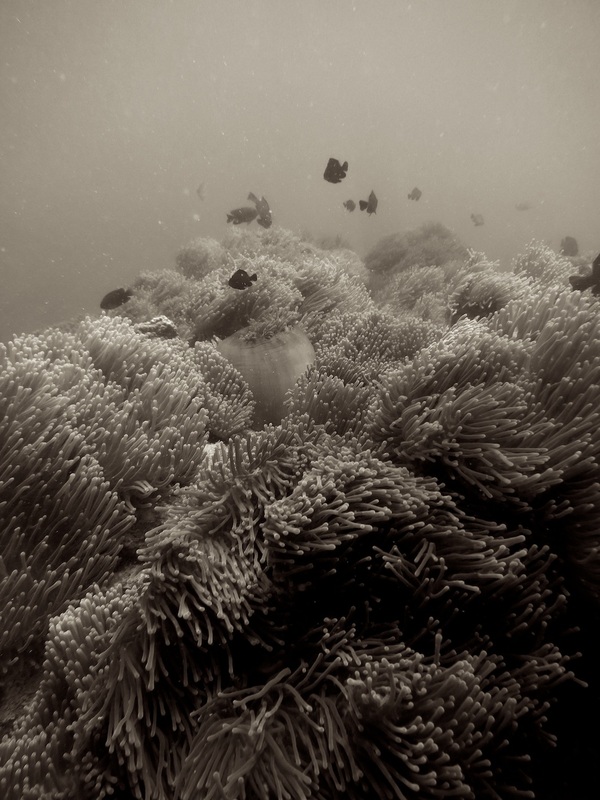 Underwater Times 109