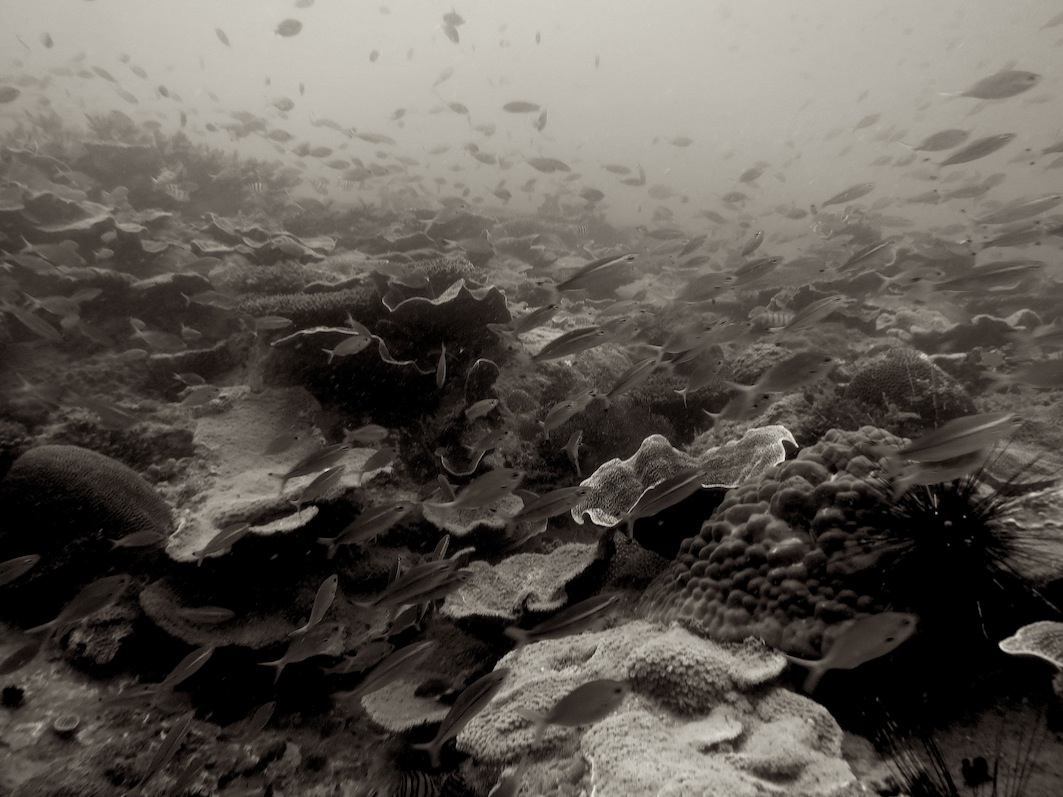 Underwater Times 116