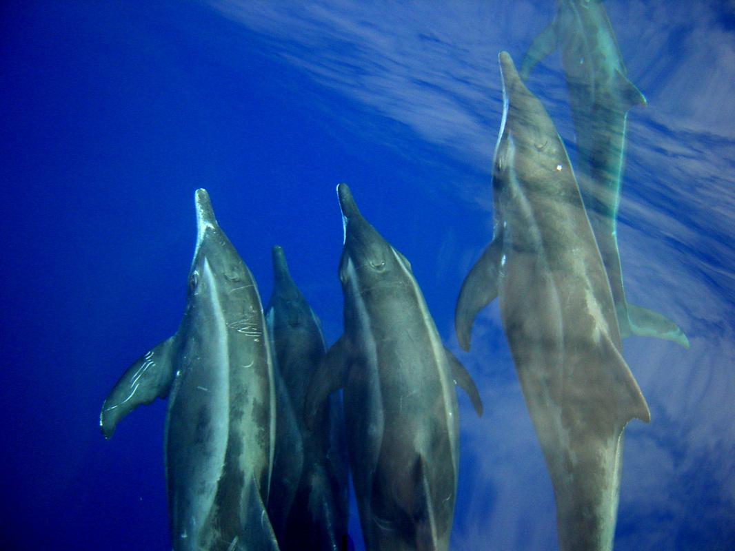 Whales & Dolphins 2