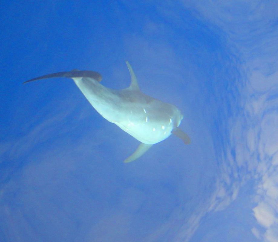 Whales & Dolphins 3