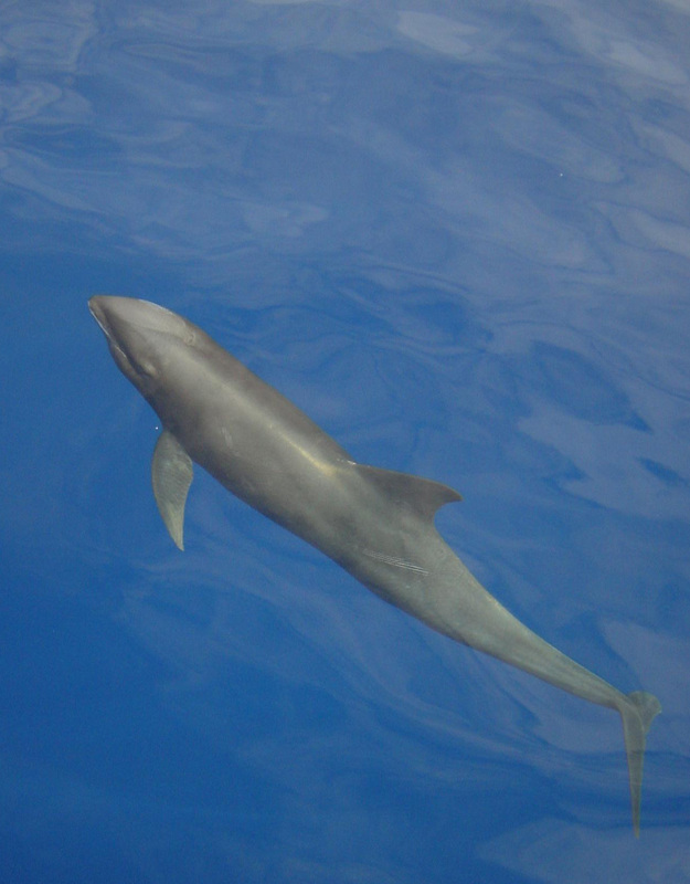 Whales & Dolphins 4
