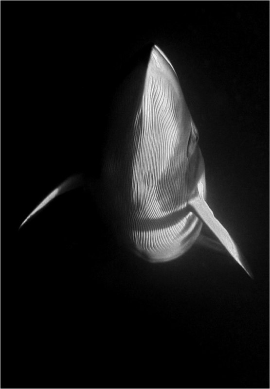 Whales & Dolphins 6