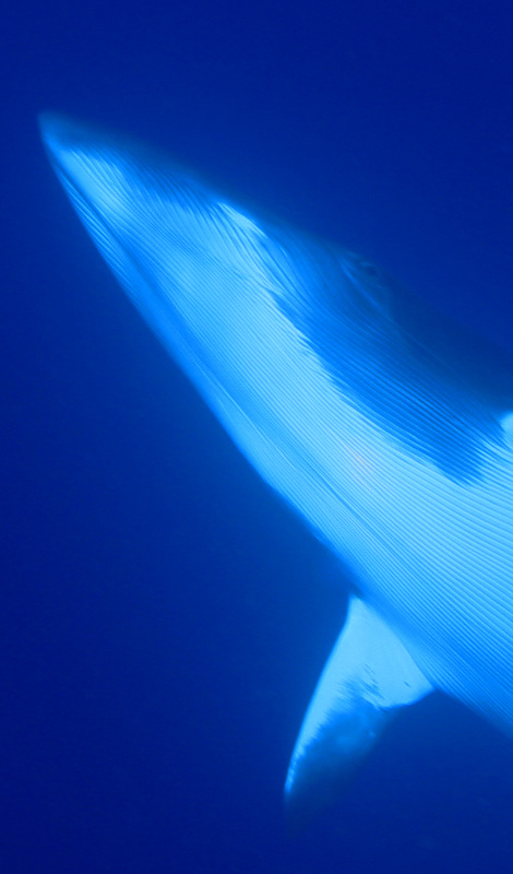 Whales & Dolphins 7