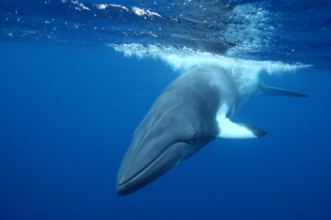Whales & Dolphins 8