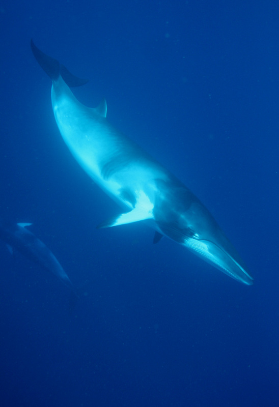 Whales & Dolphins 9