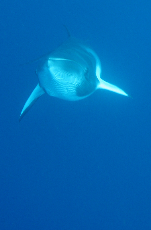Whales & Dolphins 10
