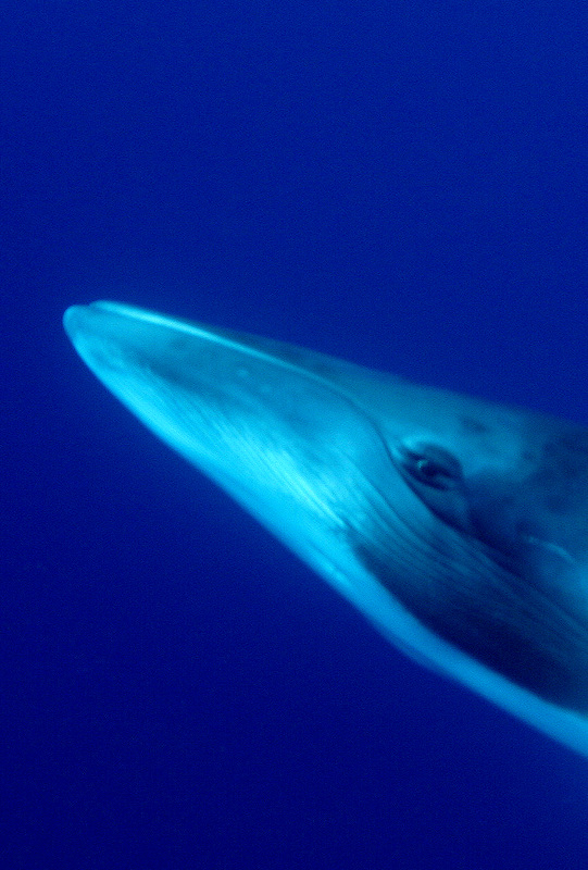 Whales & Dolphins 11