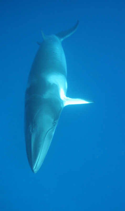 Whales & Dolphins 12