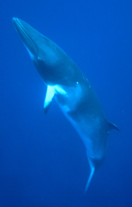 Whales & Dolphins 13