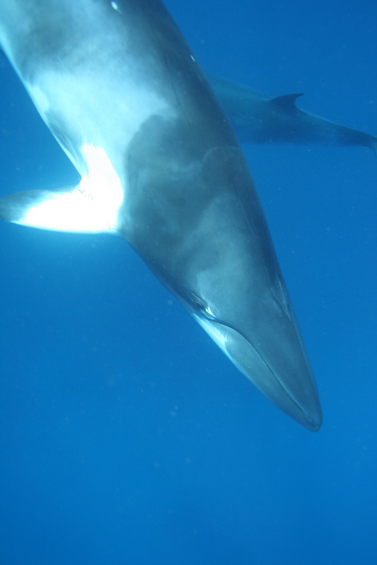 Whales & Dolphins 14
