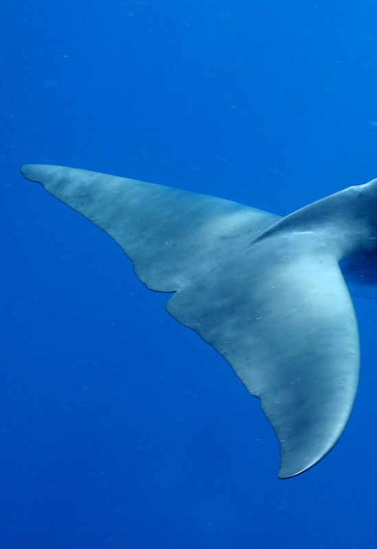 Whales & Dolphins 15