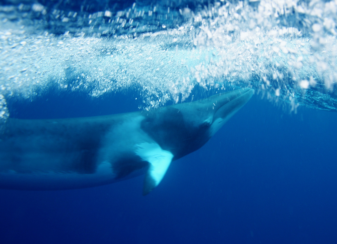 Whales & Dolphins 16