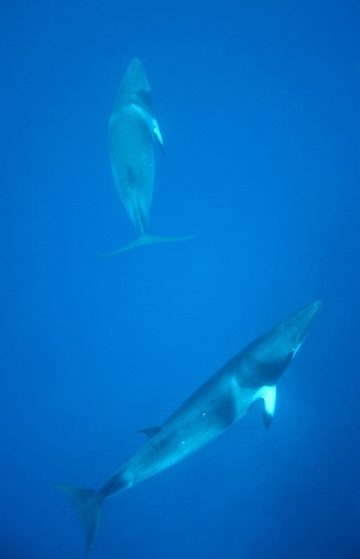 Whales & Dolphins 17