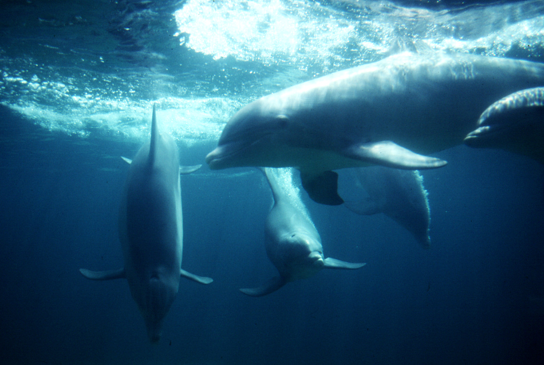 Whales & Dolphins 18