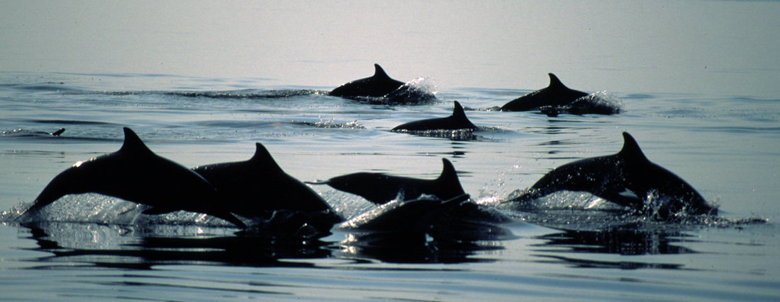 Whales & Dolphins 20