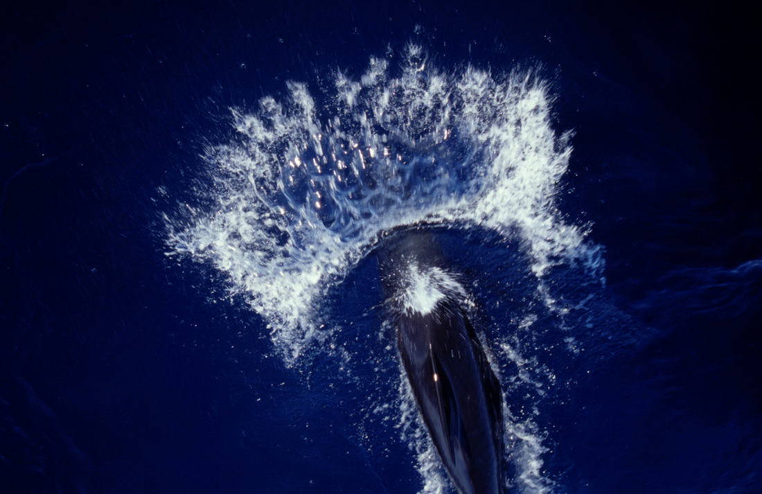 Whales & Dolphins 21