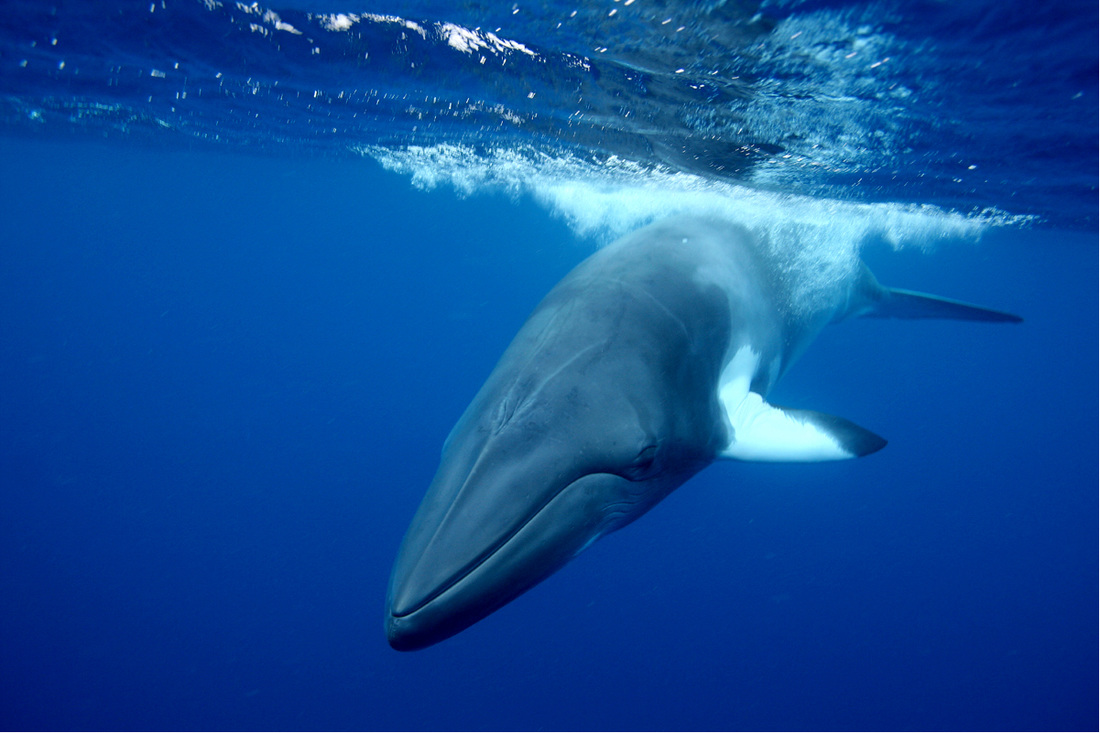 Whales & Dolphins 22