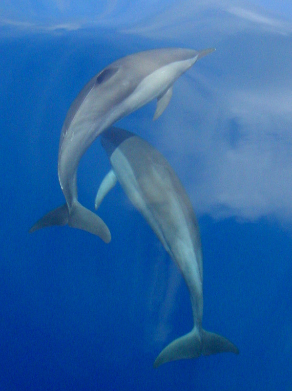 Whales & Dolphins 24