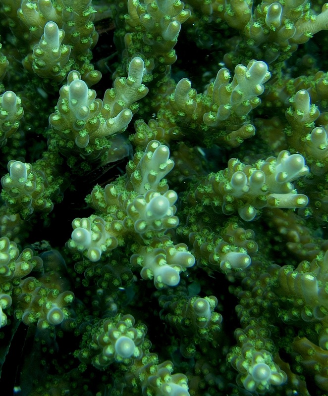 Coral species