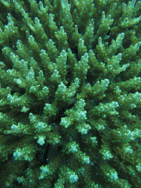 Coral species