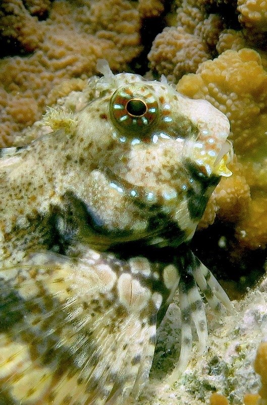 Creatures & Critters 49