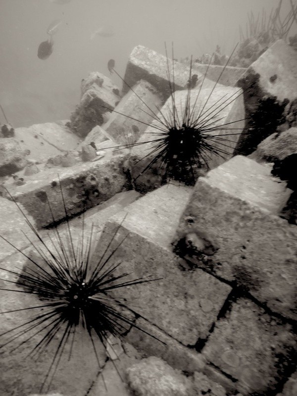Dive Sites & Wrecks 21