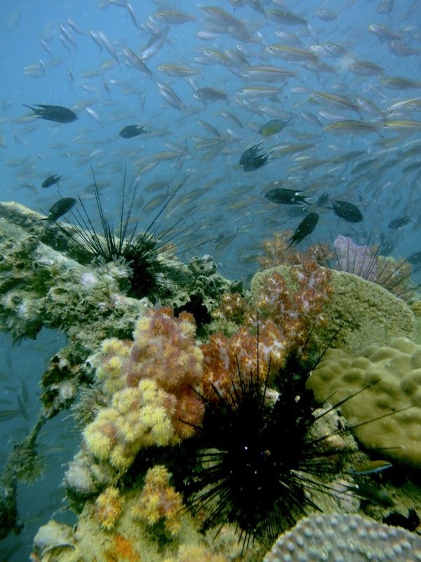 Dive Sites & Wrecks 59