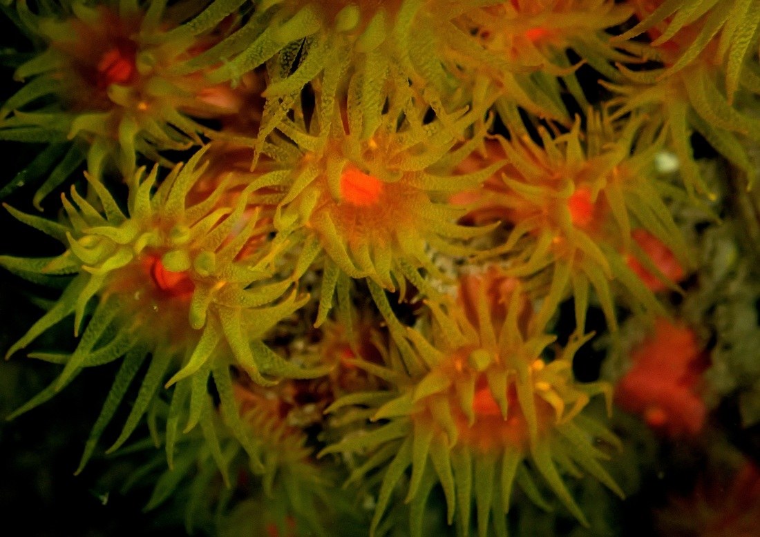 Dive Sites & Wrecks 82