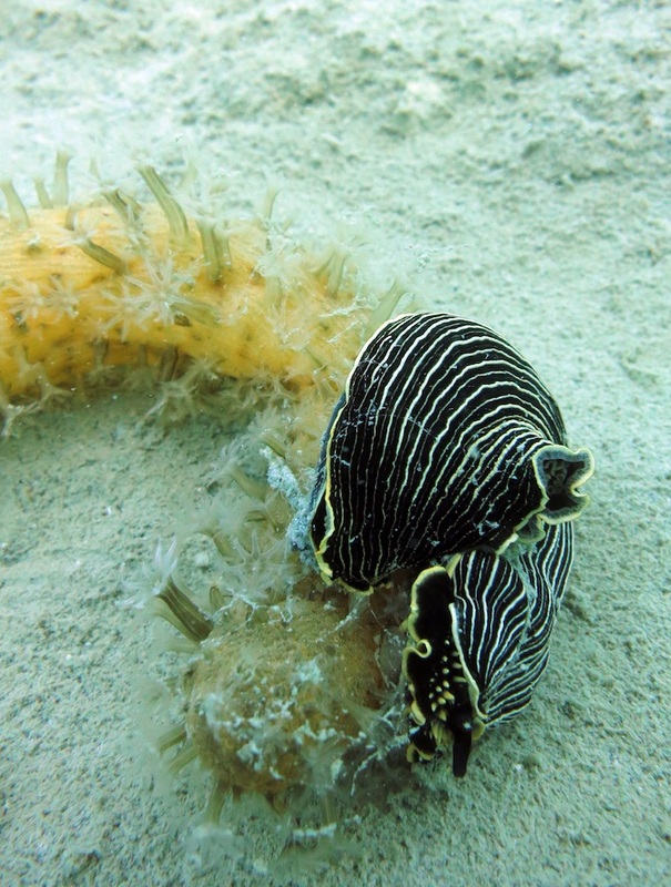 Cuttlefish