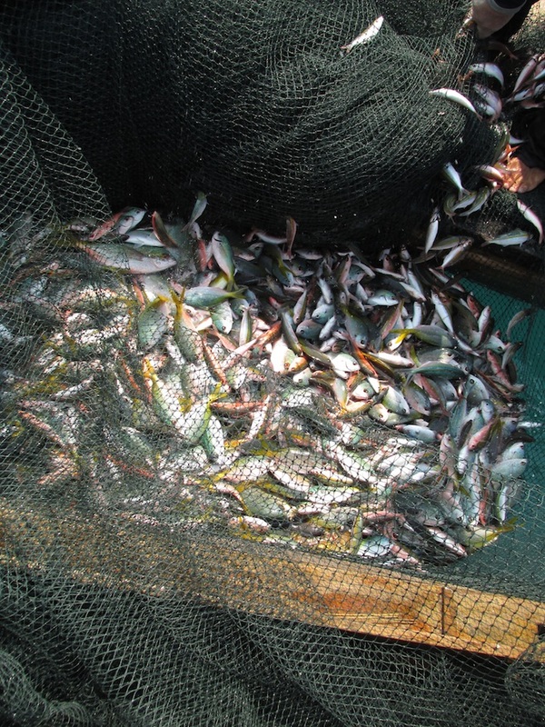 Pukat net fishing